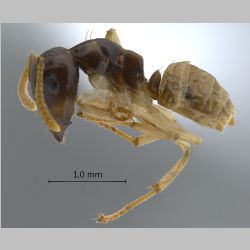 Camponotus hospes Emery, 1884 lateral
