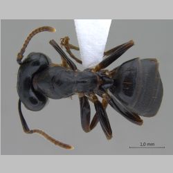 Camponotus korthalsiae Emery, 1887 dorsal