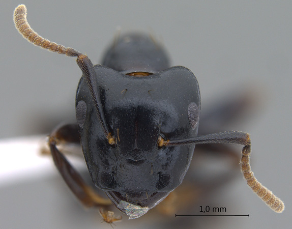 Camponotus korthalsiae frontal