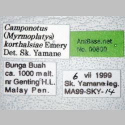 Camponotus korthalsiae Emery, 1887 label