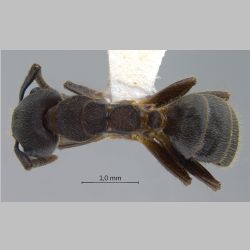 Camponotus megalonyx Wheeler, 1919 dorsal
