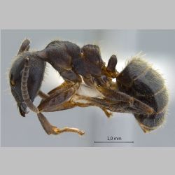 Camponotus megalonyx Wheeler, 1919 lateral