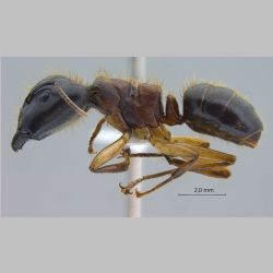 Camponotus megalonyx major Wheeler, 1919 lateral