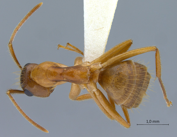 Camponotus moeschi dorsal