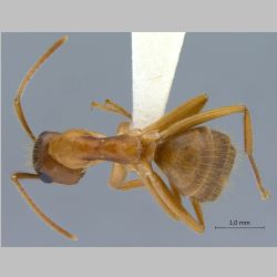 Camponotus moeschi Forel, 1910 dorsal
