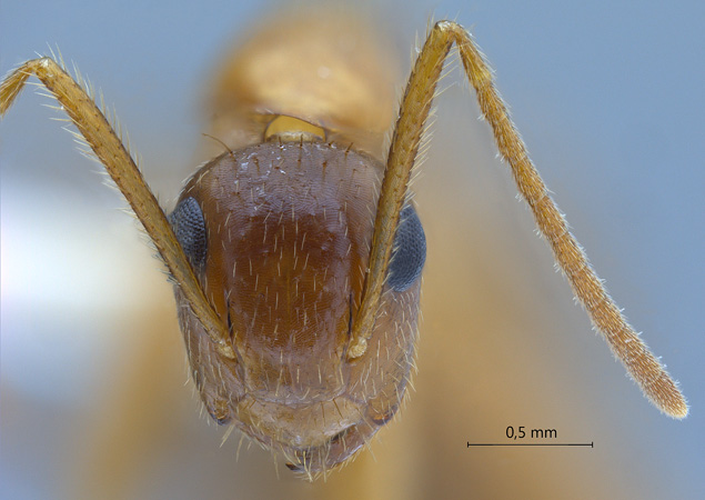 Camponotus moeschi frontal