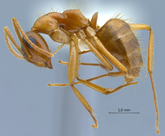 Camponotus moeschi lateral
