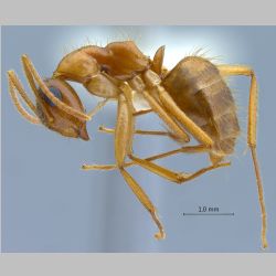 Camponotus moeschi Forel, 1910 lateral