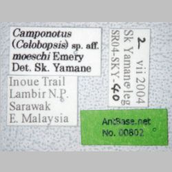 Camponotus moeschi major Forel, 1910 label