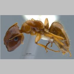 Camponotus moeschi major Forel, 1910 lateral