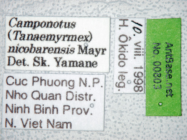 Camponotus nicobarensis label