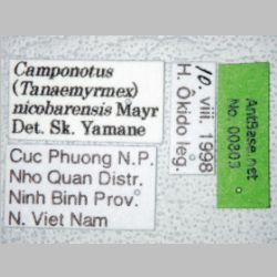 Camponotus nicobarensis Mayr, 1865 label