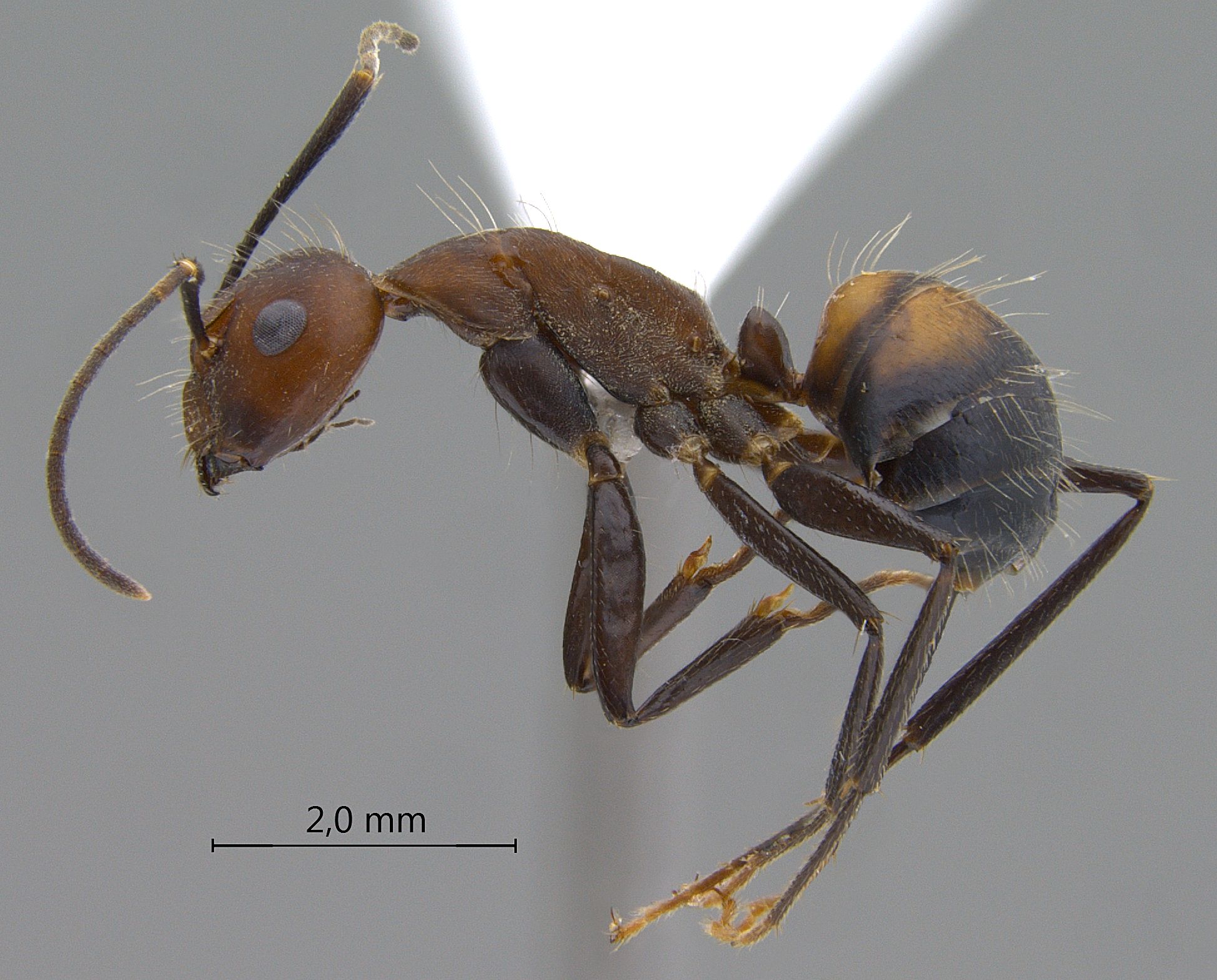 Camponotus nicobarensis lateral