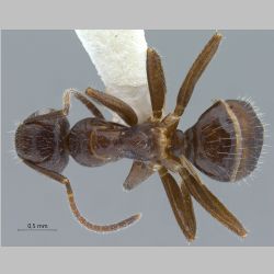 Camponotus praerufus Mayr, 1865 dorsal