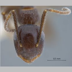 Camponotus praerufus Mayr, 1865 frontal
