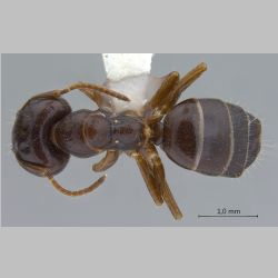 Camponotus praerufus major Mayr, 1865 dorsal