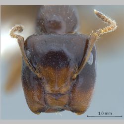 Camponotus praerufus major Mayr, 1865 frontal