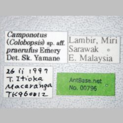 Camponotus praerufus major Mayr, 1865 label