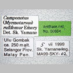 Camponotus rufifemur major Emery, 1900 label