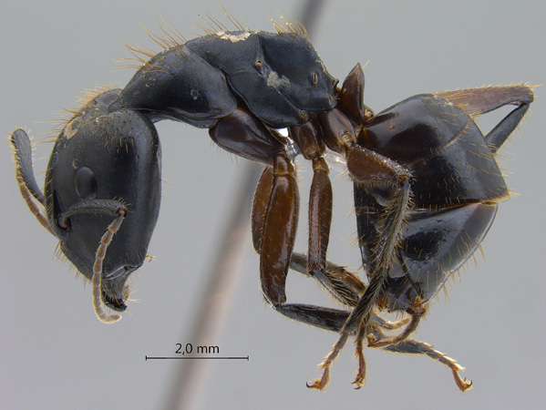 Camponotus rufifemur major lateral