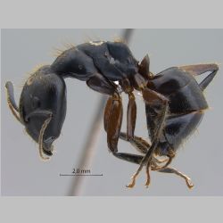 Camponotus rufifemur major Emery, 1900 lateral