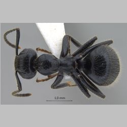 Camponotus vitreus Smith, 1860 dorsal