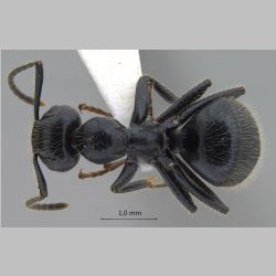 Camponotus vitreus Smith, 1860 dorsal