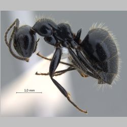 Camponotus vitreus Smith, 1860 lateral