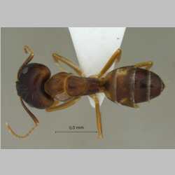 Camponotus albosparsus Erstbeschreiber, Jahr dorsal