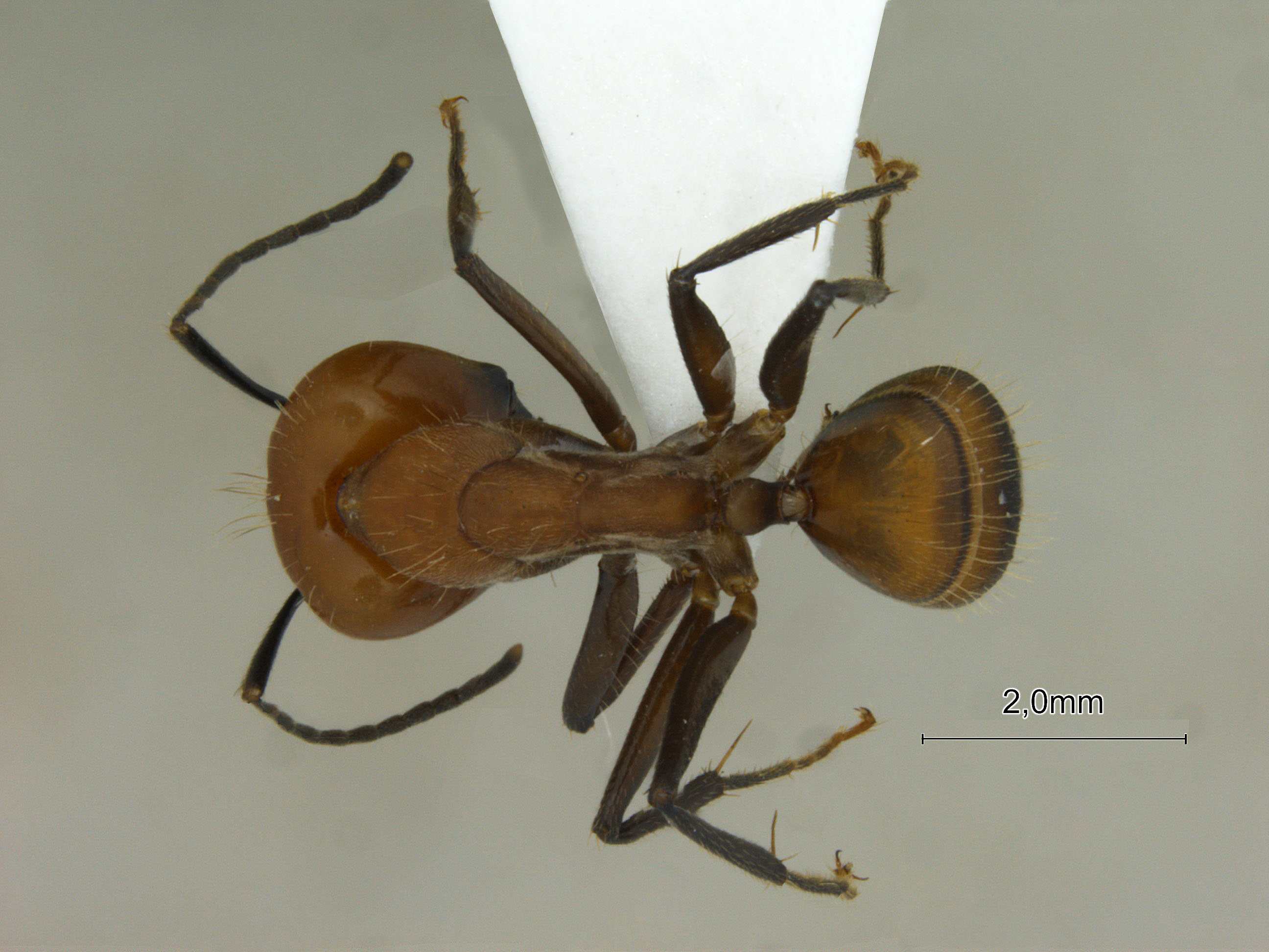 Camponotus nicobarensis dorsal