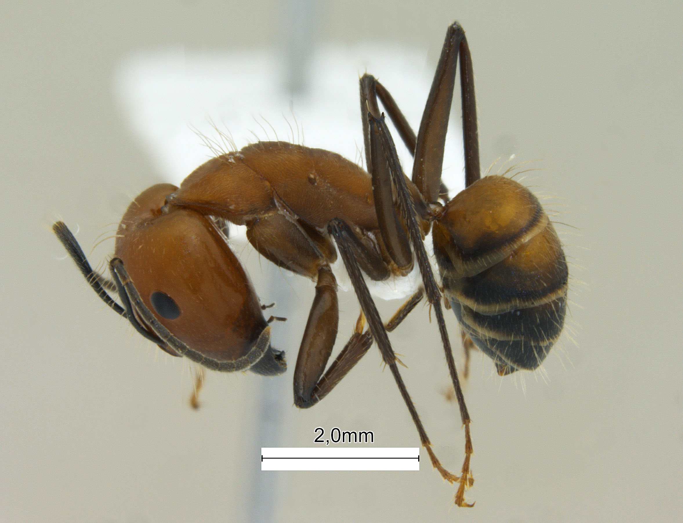 Camponotus nicobarensis lateral