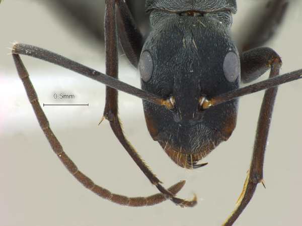 Camponotus rufoglaucus frontal