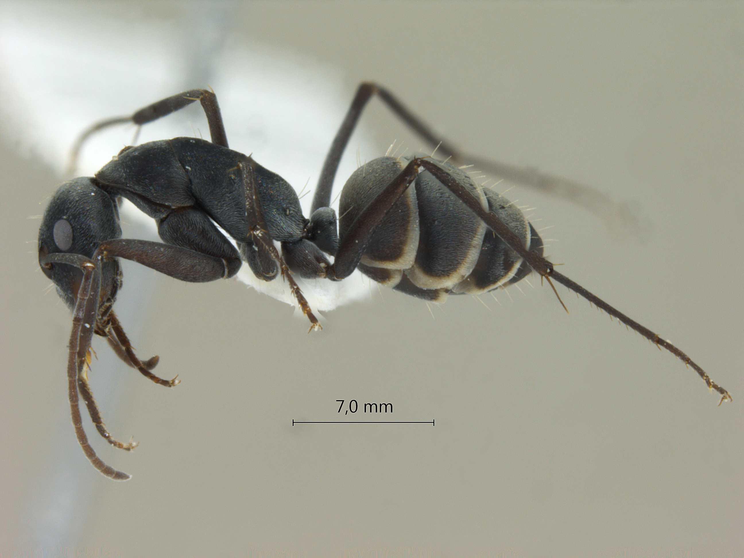 Camponotus rufoglaucus lateral