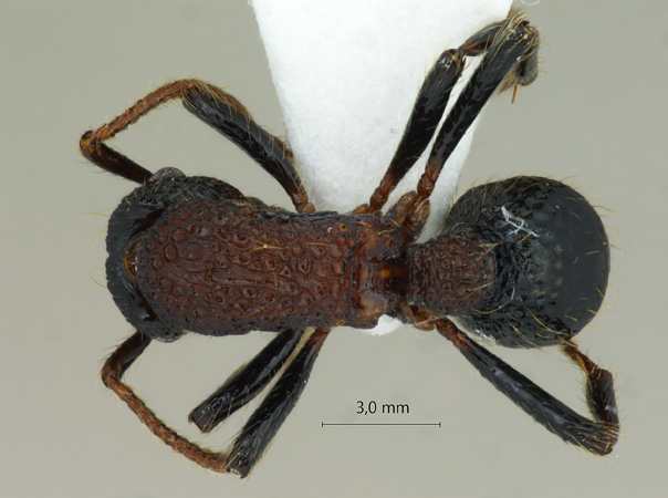 Gnamptogenys bicolor dorsal