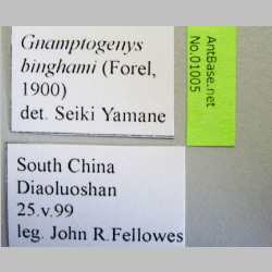 Gnamptogenys binghami Forel, 1900 label