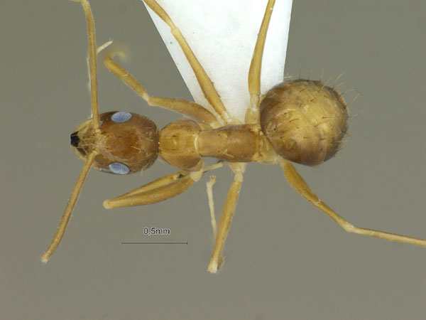 Nylanderia opisothalmia dorsal