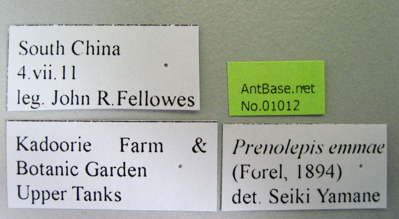 Prenolepis emmae label