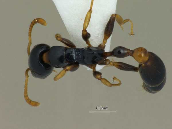 Tetraponera allaborans dorsal