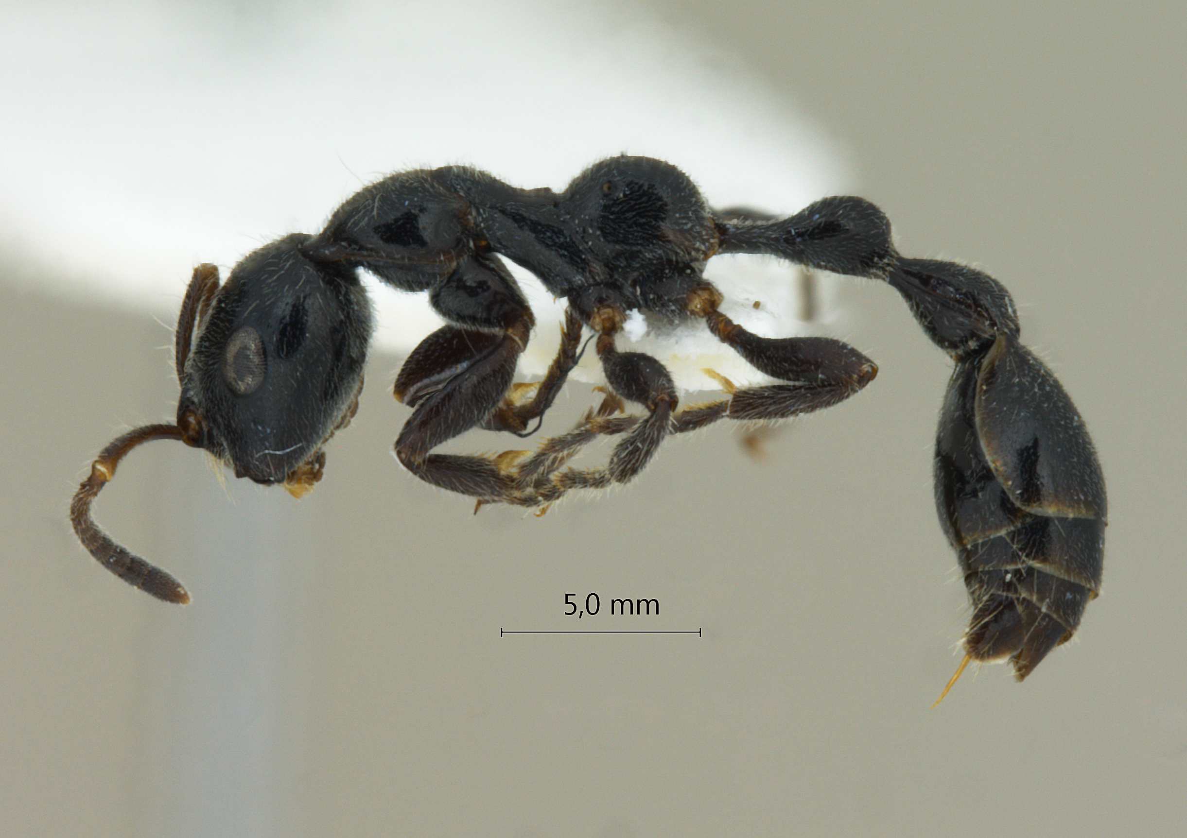 Tetraponera attenuata lateral