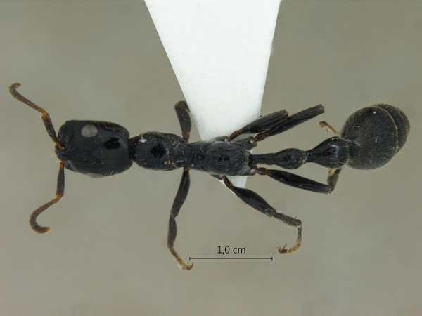 Tetraponera binghami dorsal