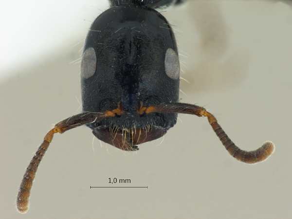 Tetraponera binghami frontal