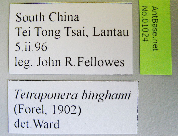 Tetraponera binghami label