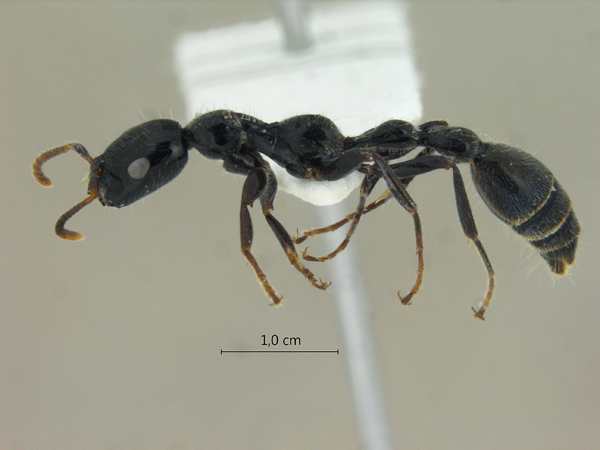 Tetraponera binghami lateral