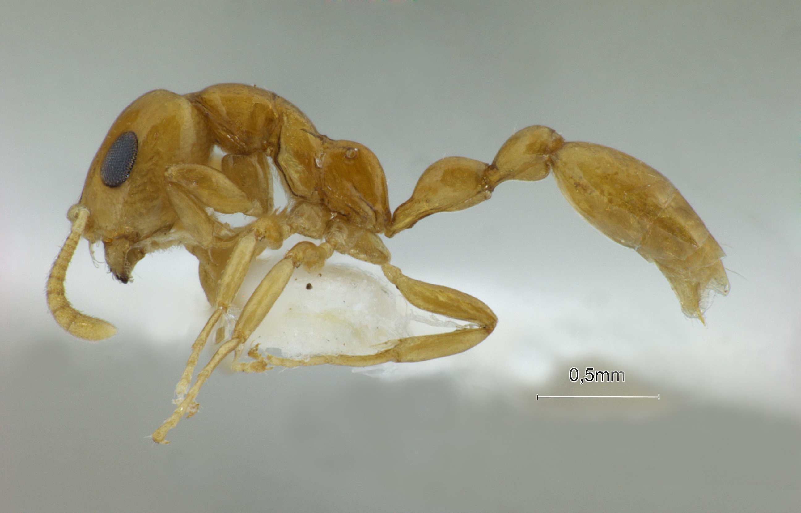 Tetraponera modesta lateral