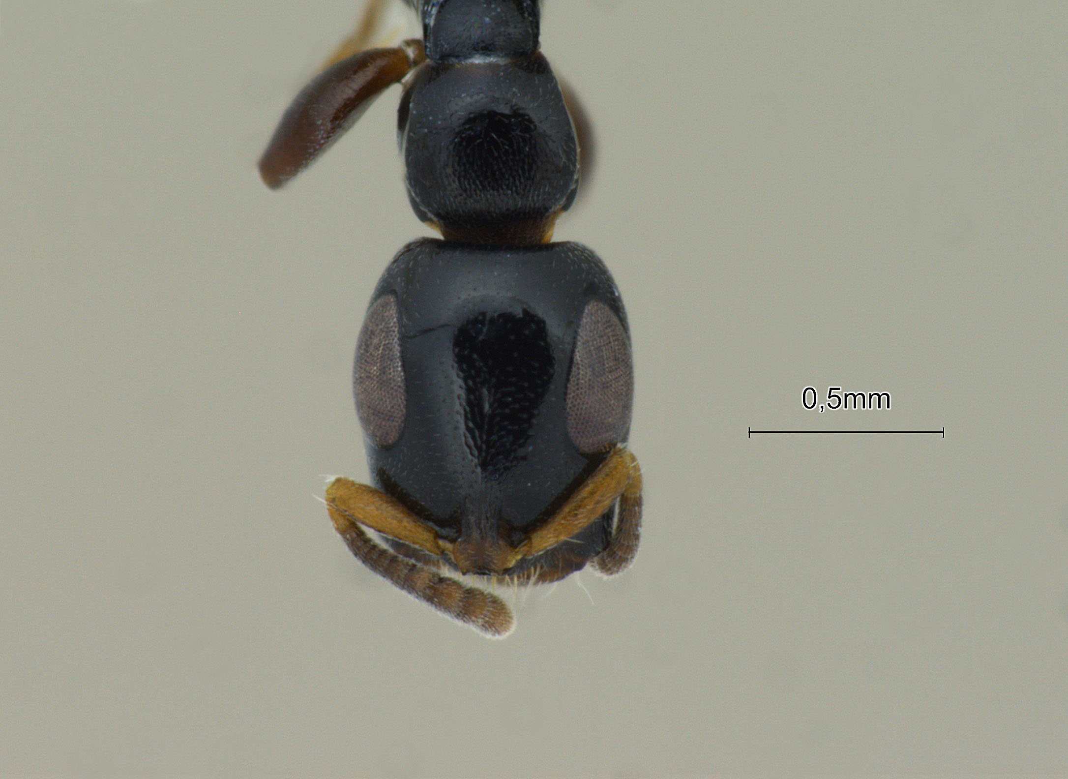 Tetraponera nitida frontal