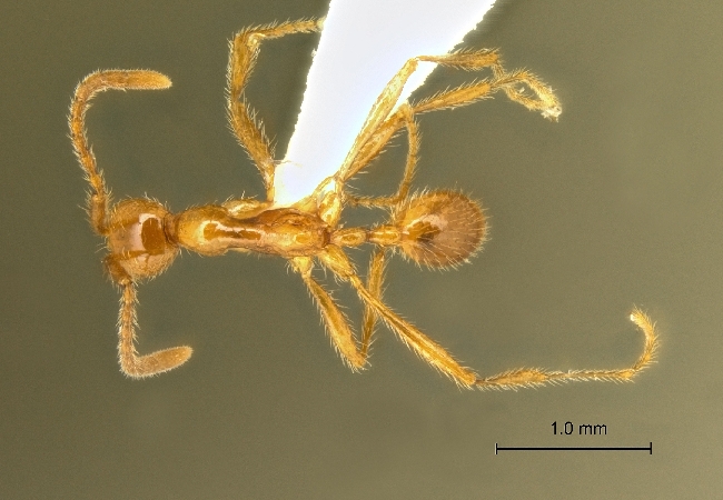 Aenictus artipus dorsal