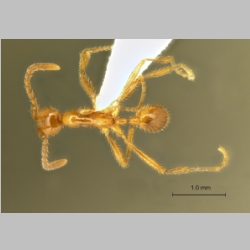 Aenictus artipus Wilson, 1964 dorsal