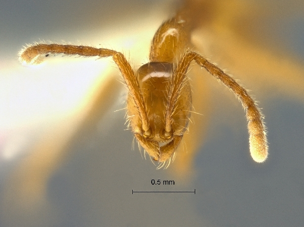 Aenictus artipus frontal