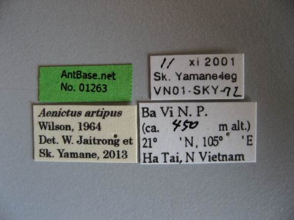 Aenictus artipus label