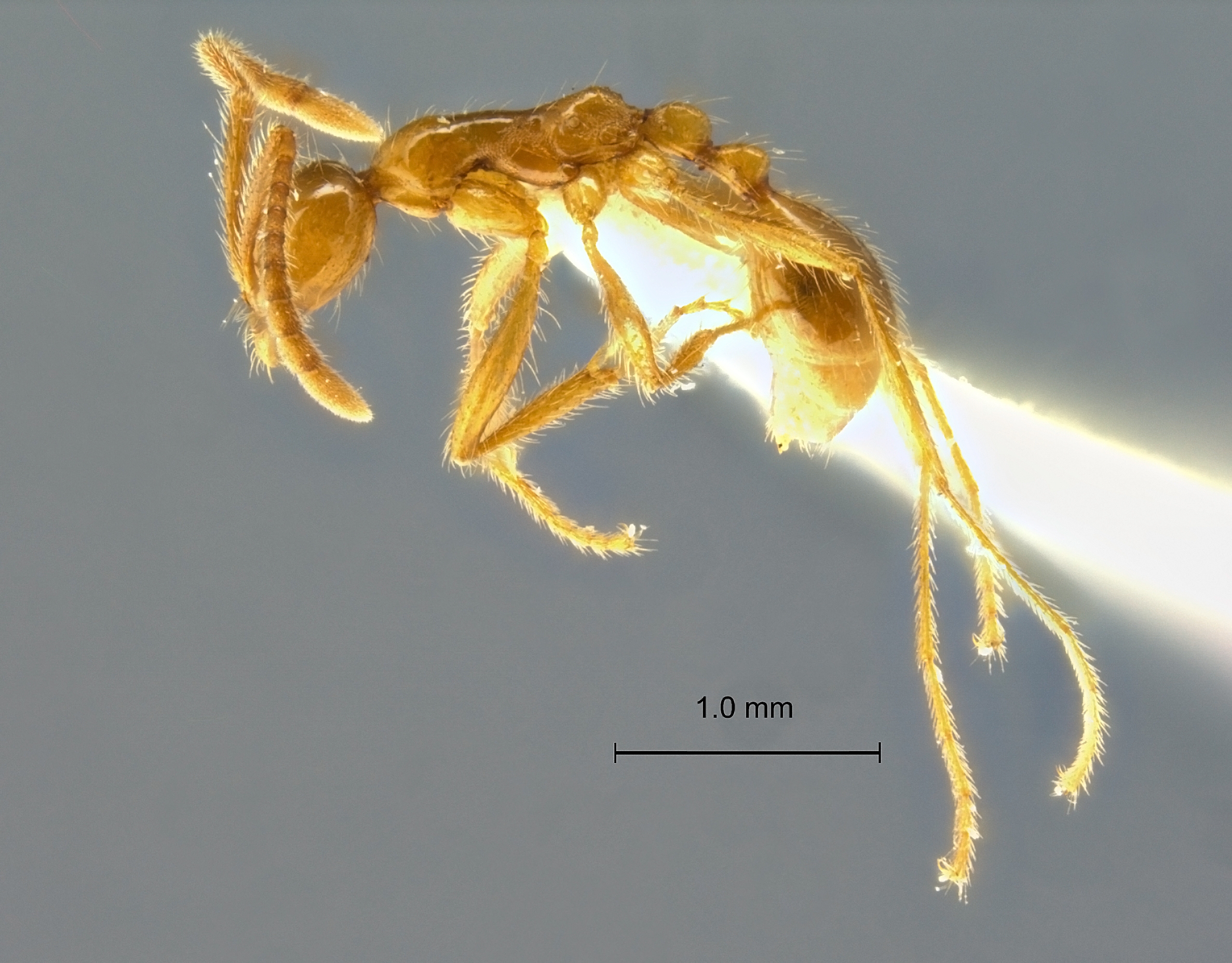 Aenictus artipus lateral